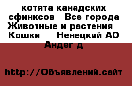 котята канадских сфинксов - Все города Животные и растения » Кошки   . Ненецкий АО,Андег д.